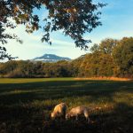 Due cani a "caccia" di tartufo