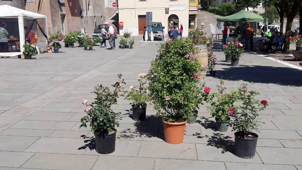 Rose in piazza durante la Festa della Rosa